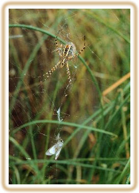 S.O.U.S. Spider Of Unusual Size